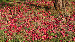 "Это не жизнь" - в Кишиневе фермеры выгрузили более тонны яблок перед зданием Министерства сельского хозяйства 