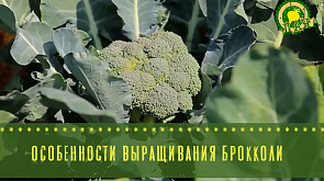 Особенности выращивания брокколи - в программе "Дача"