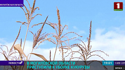 В Могилевской области приступили к уборке кукурузы 