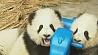 Наблюдать за китайскими пандами теперь можно круглосуточно