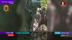 5 лосей с начала мая стали жертвами колючей проволоки на границе Беларуси с ЕС