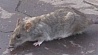 Украина: в Кривом Роге - нашествие крыс, а в Николаевской области - вспышка гепатита