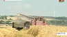 Сельхозорганизации Беларуси увеличивают темпы уборки зерновых