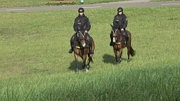 Единственный в Беларуси конный патруль работает в Лиде: как лошади помогают людям