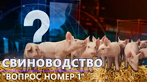 Свиноводство в Беларуси | Проблемы отрасли | Производство свинины