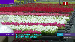 Виолы, бархатцы и петунии - в Минске активно приступили к цветочному оформлению