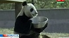 Зоопарк канадского Торонто пополнится двумя большими пандами