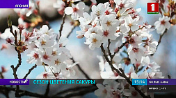 Впервые за два года увидеть цветение сакуры смогли жители города Томиока