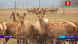 В Калинковичском районе готовят несколько десятков оленей для запуска в дикую природу