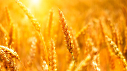 ООН сообщила о возобновлении проверок судов в рамках зерновой сделки