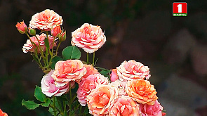 Бордюрные розы, бахчевые культуры, пряности и приправы - в программе Дача
