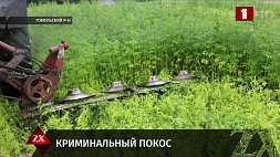 Более 700 килограммов дикорастущей конопли скосили в деревне Романовичи