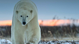 Белым медведям в Арктике грозит вымирание?