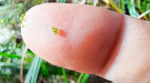 Вы удивитесь! В Беловежской пуще нашли самое маленькое цветковое растение