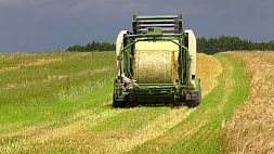Жатва - 2024: аграрии Беларуси уже намолотили более 25 тыс. тонн озимого ячменя. Узнали, кто в лидерах