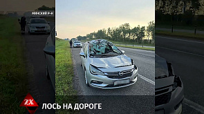 Лось стал причиной аварии в Минском районе: пострадала пассажирка легковушки 