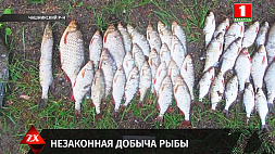 Незаконная добыча рыбы в Чашникском районе: возбуждено уголовное дело