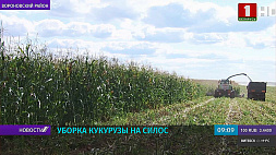 Заготовка кукурузы на силос в Беларуси продлится минимум месяц 