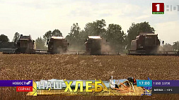9 млн т зерна, 873 тыс. т рапса - уборочная  зерновых в Беларуси близится к завершению