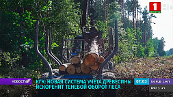 КГК Беларуси: новая система учета древесины искоренит теневой оборот леса