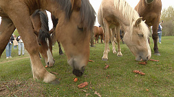 В погоне за ветром: конные фермы - тренд у туристов 