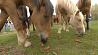 В погоне за ветром: конные фермы - тренд у туристов 