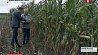 Сельхозорганизации Минской области продолжают уборку кукурузы на силос и зеленый корм