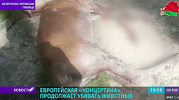 Европейская "концертина" продолжает убивать животных на белорусско-литовской границе