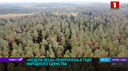 В Беларуси стартует  "Неделя леса". Стать участником акции может каждый