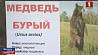 Бурый медведь запугивает жителей деревни Кульнево Россонского района