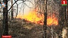 МЧС Беларуси откликнулось на просьбу Украины  в борьбе с лесными пожарами
