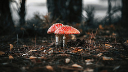 В Каменецком районе в ноябре зарегистрированы два случая отравления грибами, один из них - летальный