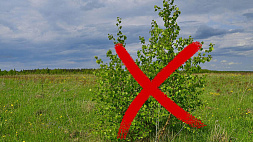 "Зеленые" в истерике: чтобы обогреться зимой, латыши уничтожают молодые деревья