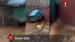 Видео из TikTok: бесстрашная курица сражалась за теплое место и выгнала собаку из будки