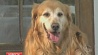 В Нью-Йорке собака спасла жизнь целой семье во время пожара