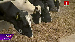 Что такое молоко А2 и как в Беларуси развивается животноводство