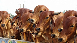 Десятки тысяч коров гибнут в Индии из-за эпидемии нодулярного дерматита