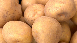 Новгородская земля - родина картофелеводства
