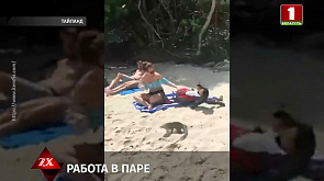 Криминальный дуэт был замечен на пляже Таиланда: игуана и обезьяна работали в паре