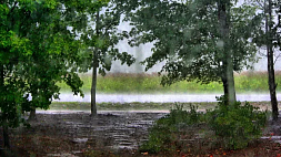 Дожди, грозы и до 29 градусов тепла ожидается в Беларуси
