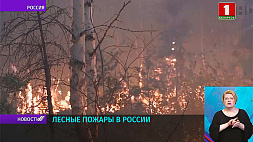 В России бушуют пожары - общая площадь возгораний превышает уже 800 тыс. га 