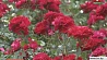 Ботанический сад третьего июля приглашает на фестиваль роз