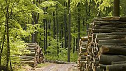 Экологи в ужасе от решения рубить леса Молдовы на дрова