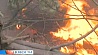 Мощные лесные пожары бушуют в странах Европы