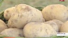 К массовой уборке овощей и картофеля готовятся сельхозорганизации Минской области