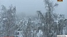 Мокрый снег выпал в Беларуси