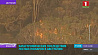 Неутихающие третий месяц лесные пожары в Австралии стали причиной гибели полумиллиарда животных