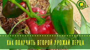 Как получить второй урожай перца, томаты Икрам, бифштексные помидоры и дикий тимьян - в программе "Дача"