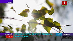 Жара сдает позиции: дожди и грозы придут в Беларусь в выходные 