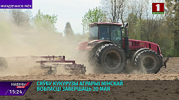 Сев кукурузы аграрии Минской области завершат 20 мая